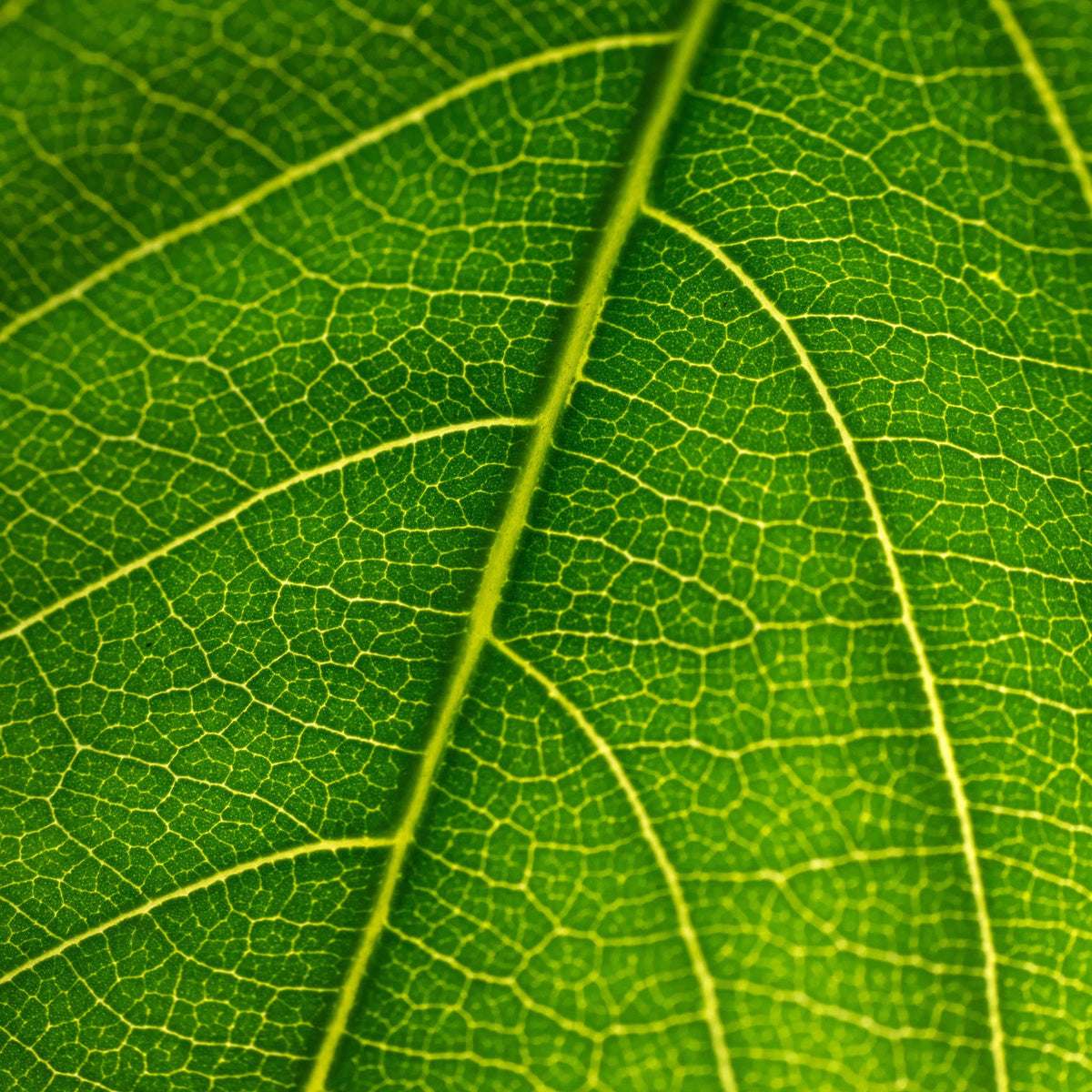 NOURISH